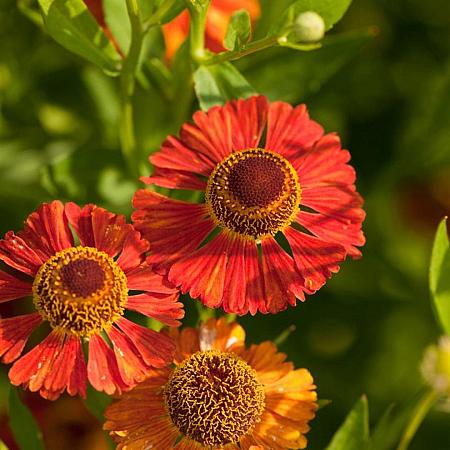 Helenium 'Baudirektor Linne' Pot 9 cm