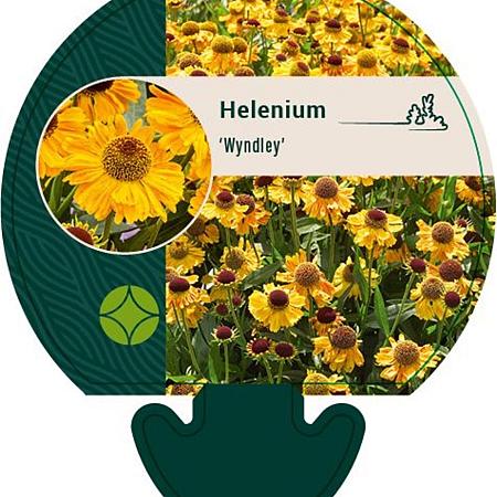 Helenium 'Wyndley' Pot 9 cm