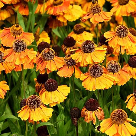 Helenium 'Wyndley' Pot 9 cm