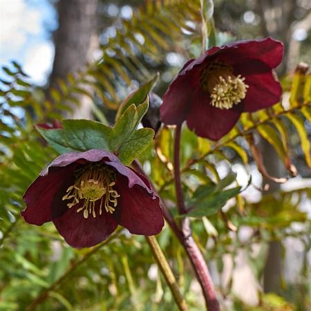 Helleborus o. 'Blue Lady' Pot 9 cm