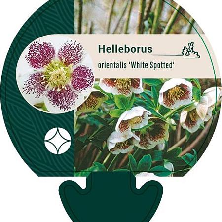 Helleborus o. 'White Spotted' Pot 9 cm