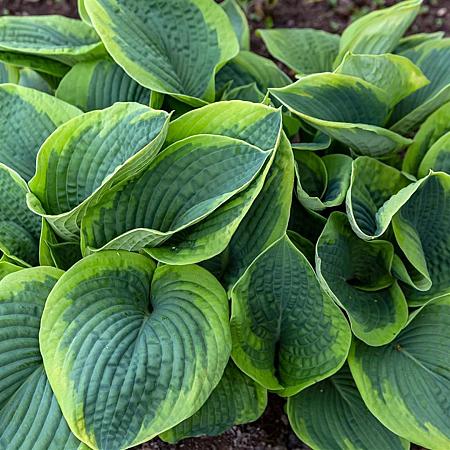 Hosta sieb. 'Frances Williams' Pot 9 cm