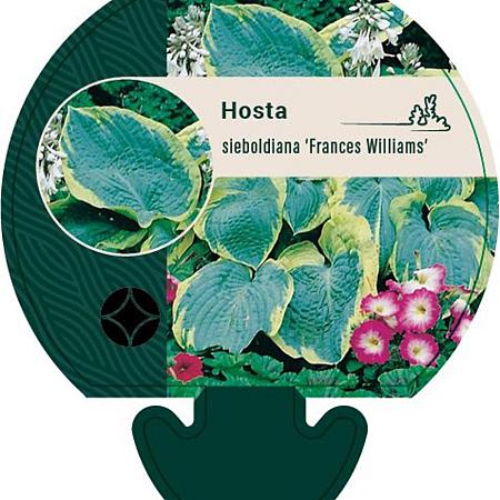 Hosta sieb. 'Frances Williams' Pot 9 cm