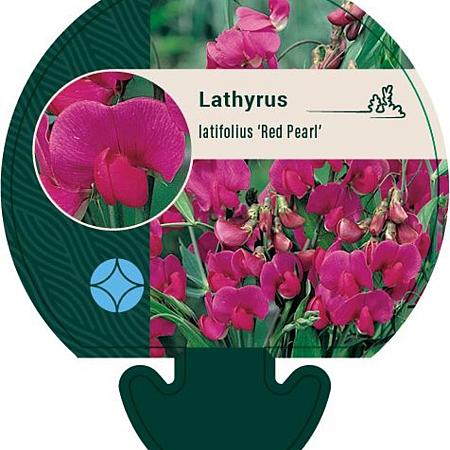 Lathyrus latifolius 'Red Pearl' Pot 9 cm