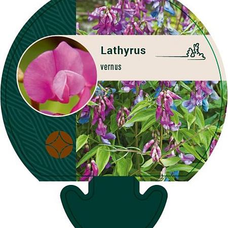 Lathyrus vernus Pot 9 cm
