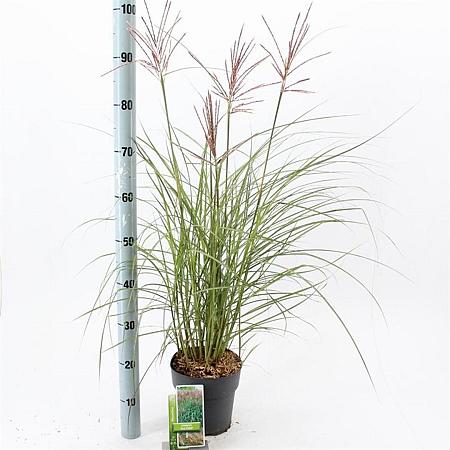 Miscanthus sin. 'Red Chief' Pot 3 Liter 