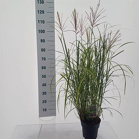 Miscanthus sin. 'Red Chief' Pot 3 Liter 