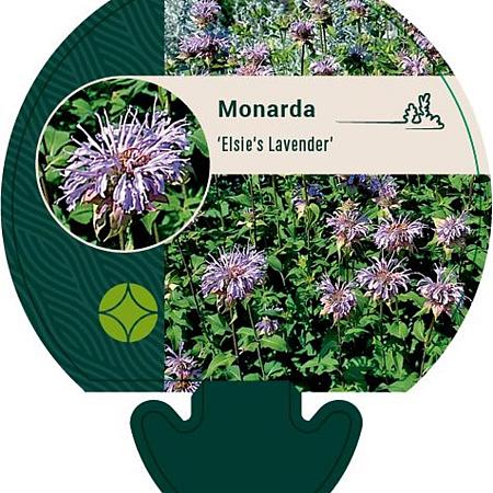 Monarda 'Elsie's Lavender' Pot 9 cm