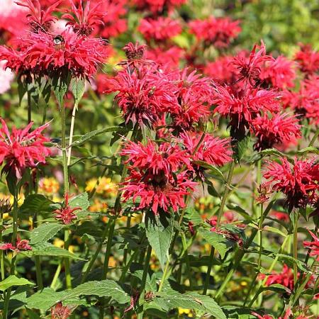 Monarda 'Kardinal' Pot 9 cm