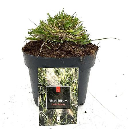 Pennisetum al. 'Little Bunny' Pot 2 Liter