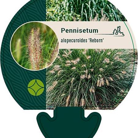 Pennisetum al. 'Reborn' Pot 9 cm