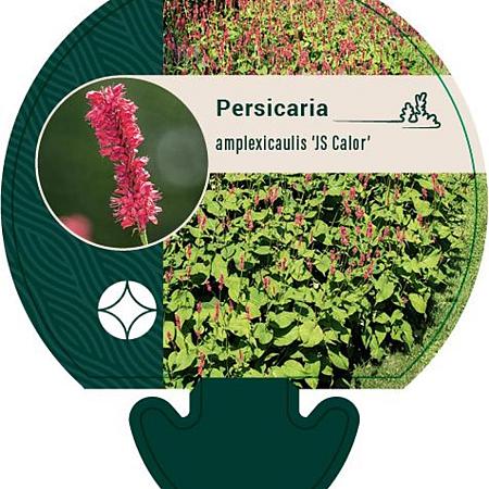Persicaria a. 'JS Calor' Pot 9 cm