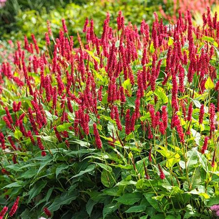 Persicaria a. 'JS Calor' Pot 9 cm