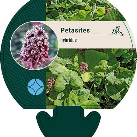 Petasites hybridus Pot 9 cm