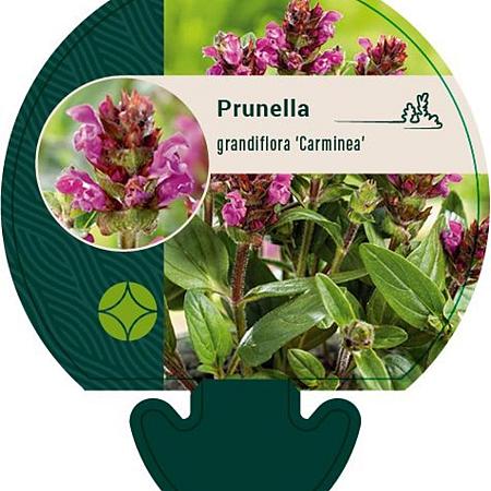 Prunella grand. 'Carminea' Pot 9 cm
