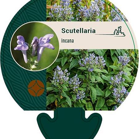 Scutellaria incana Pot 9 cm