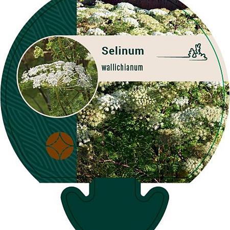 Selinum wallichianum Pot 9 cm