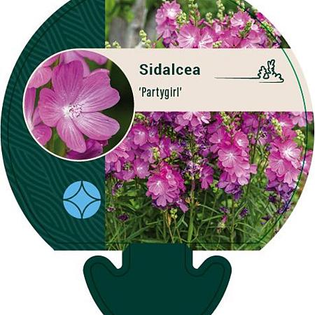 Sidalcea 'Partygirl' Pot 9 cm