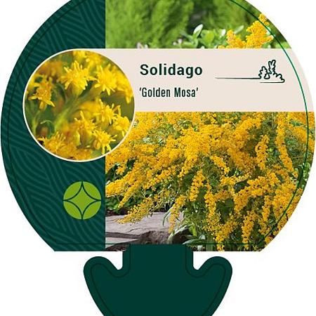 Solidago 'Golden Mosa' Pot 9 cm