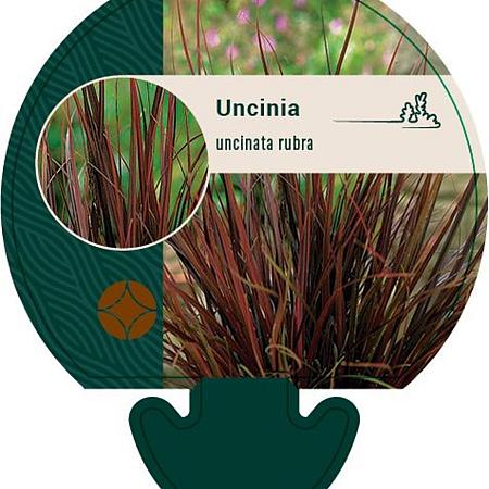 Uncinia rubra Pot 9 cm
