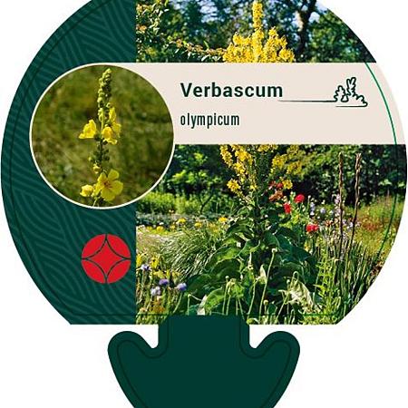 Verbascum olympicum Pot 9 cm