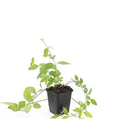 Vinca major 'Alba' Pot 9 cm