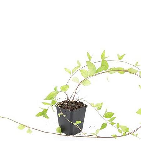 Vinca major 'Alba' Pot 9 cm