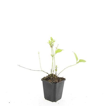 Vinca major 'Alba' Pot 9 cm