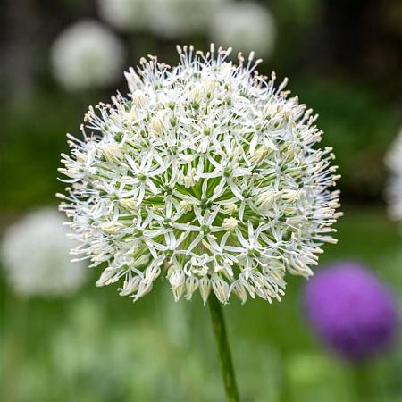 Allium stipitatum 'Mount Everest' Pot 9 cm