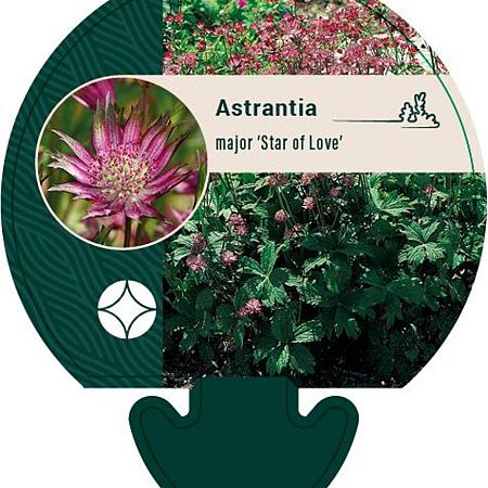 Astrantia maj. 'Star of Love' Pot 9 cm