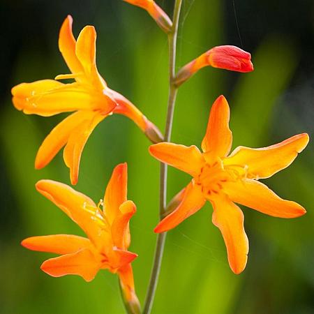 Crocosmia 'Columbus' Pot 9 cm