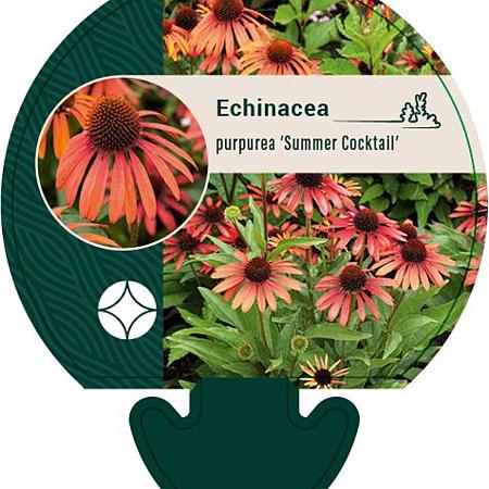 Echinacea purp. 'Summer Cocktail' Pot 9 cm