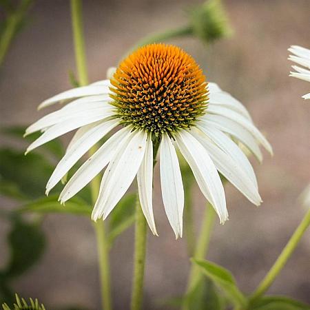 Echinacea p. 'Baby Swan White' Pot 9 cm