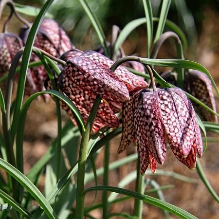 Fritillaria meleagris Pot 9 cm