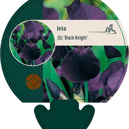 Iris (G) 'Black Knight' Pot 9 cm