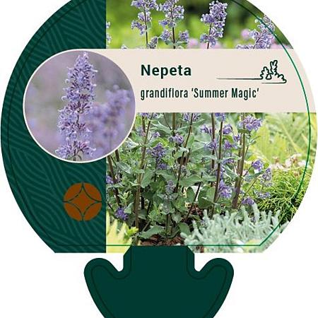 Nepeta grandiflora 'Summer Magic' Pot 9 cm