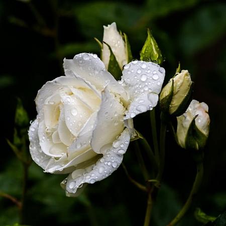 Rosa 'Schneewittchen' Pot 7,5 Liter stam 90 cm