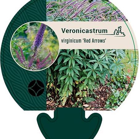 Veronicastrum virg. 'Red Arrows' Pot 9 cm
