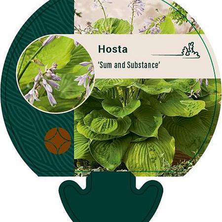Hosta 'Sum and Substance' Pot 9 cm