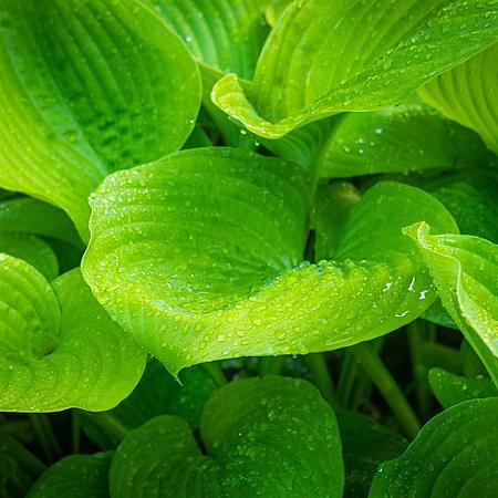 Hosta 'Sum and Substance' Pot 9 cm