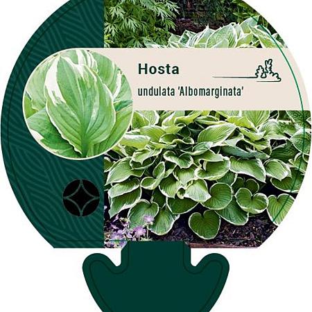 Hosta 'Undulata Albomarginata' Pot 9 cm