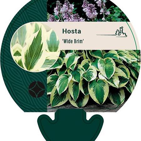Hosta 'Wide Brim' Pot 9 cm