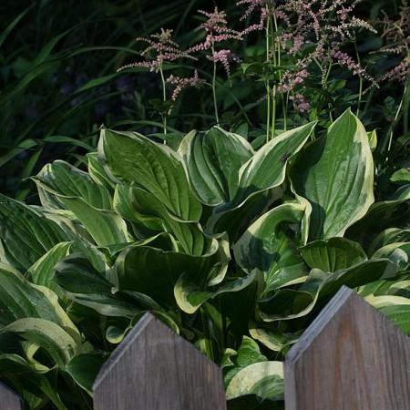 Hosta 'Wide Brim' Pot 9 cm