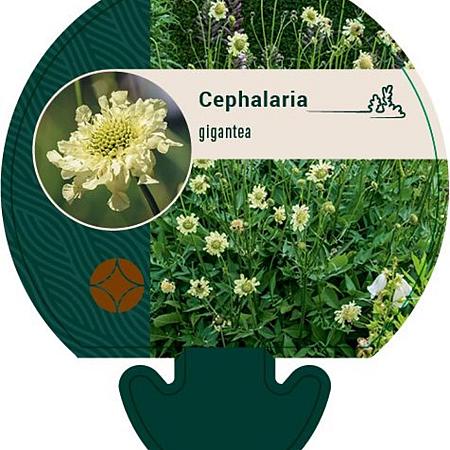 Cephalaria gigantea Pot 9 cm