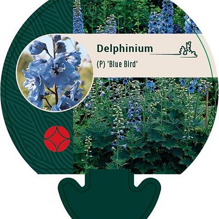 Delphinium (P) 'Blue Bird' Pot 9 cm