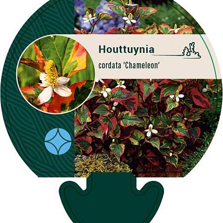 Houttuynia cordata 'Chameleon' Pot 9 cm