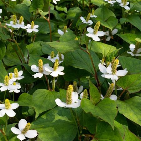 Houttuynia cordata 'Chameleon' Pot 9 cm