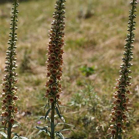 Digitalis ferruginea Pot 9 cm