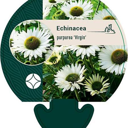 Echinacea p. 'Virgin' Pot 9 cm