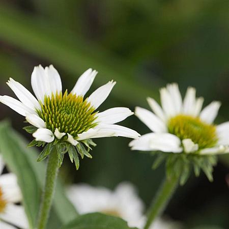 Echinacea p. 'Virgin' Pot 9 cm